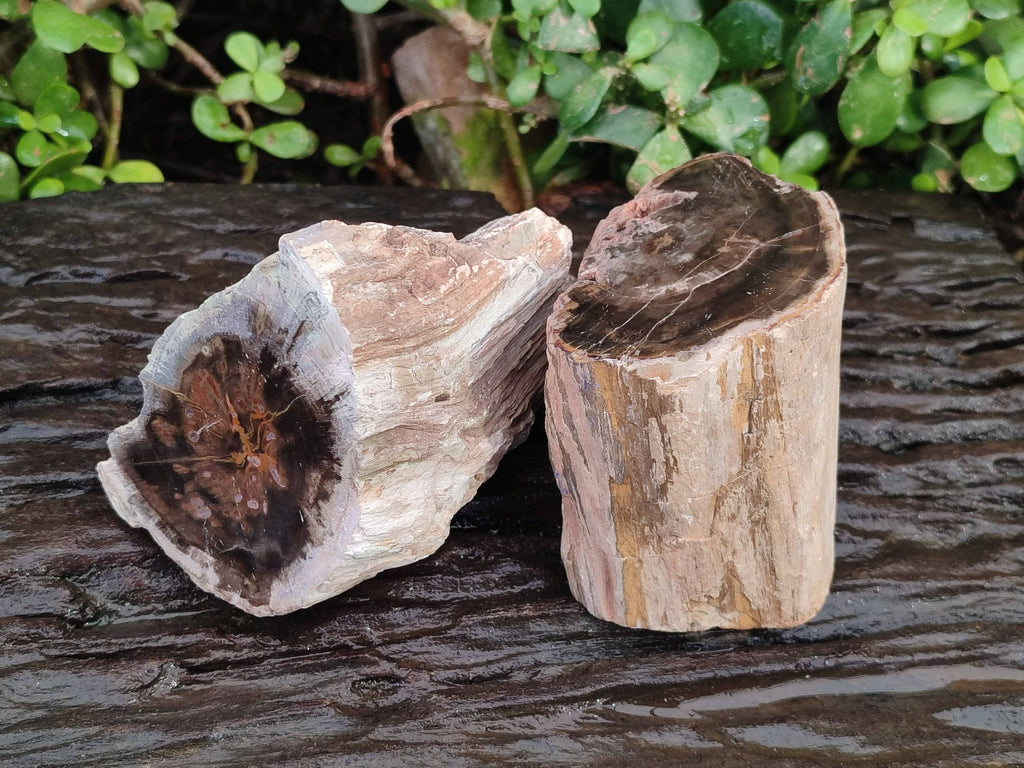 Polished On One Side Petrified Wood Branches x 4 From Gokwe, Zimbabwe - Toprock Gemstones and Minerals 