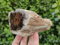 Polished On One Side Petrified Wood Branches x 4 From Gokwe, Zimbabwe - Toprock Gemstones and Minerals 
