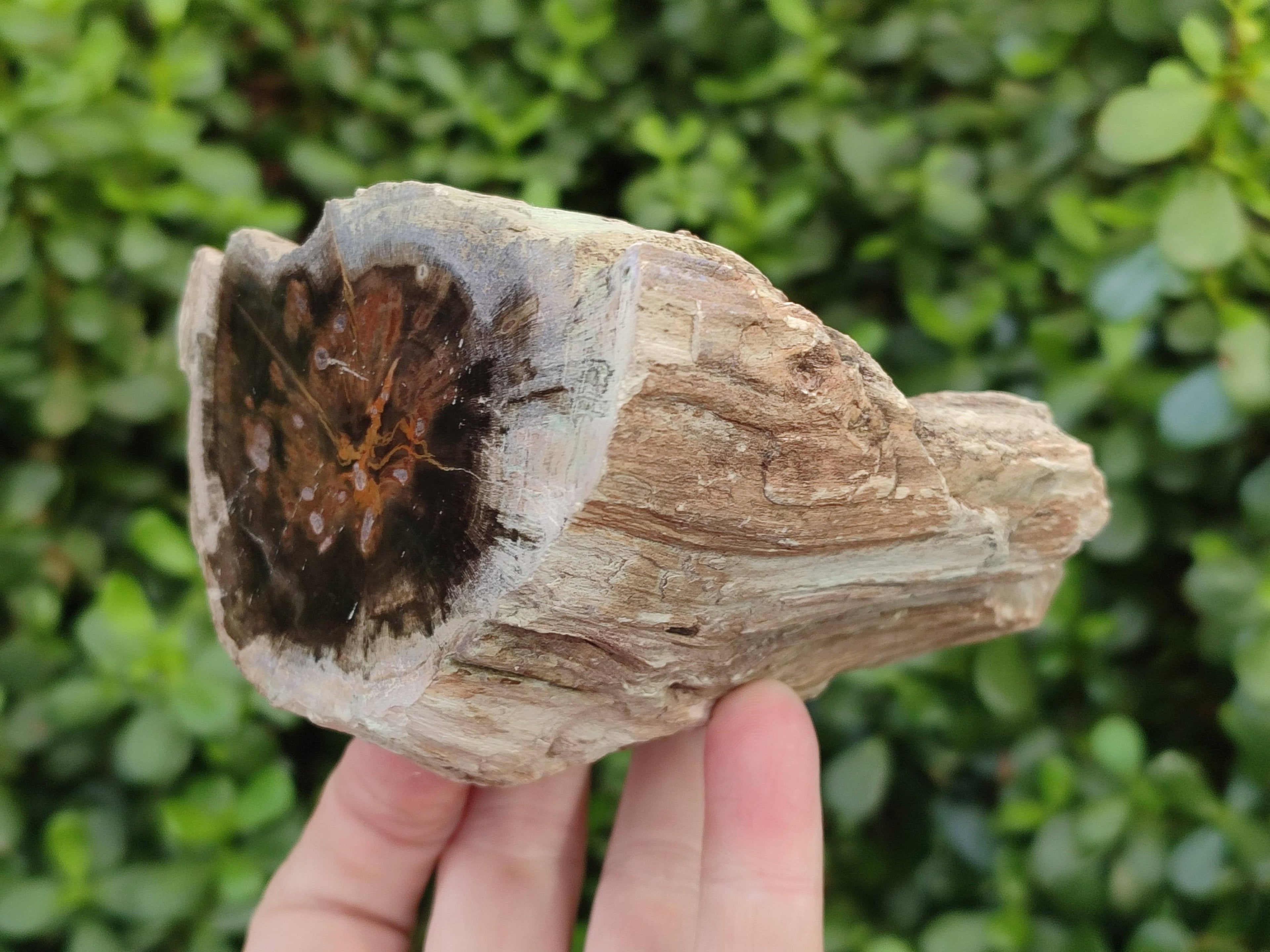Polished On One Side Petrified Wood Branches x 4 From Gokwe, Zimbabwe - Toprock Gemstones and Minerals 