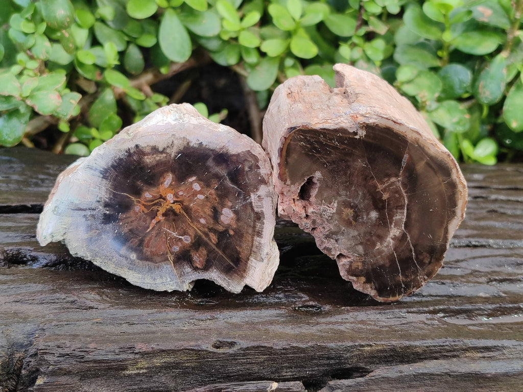 Polished On One Side Petrified Wood Branches x 4 From Gokwe, Zimbabwe - Toprock Gemstones and Minerals 