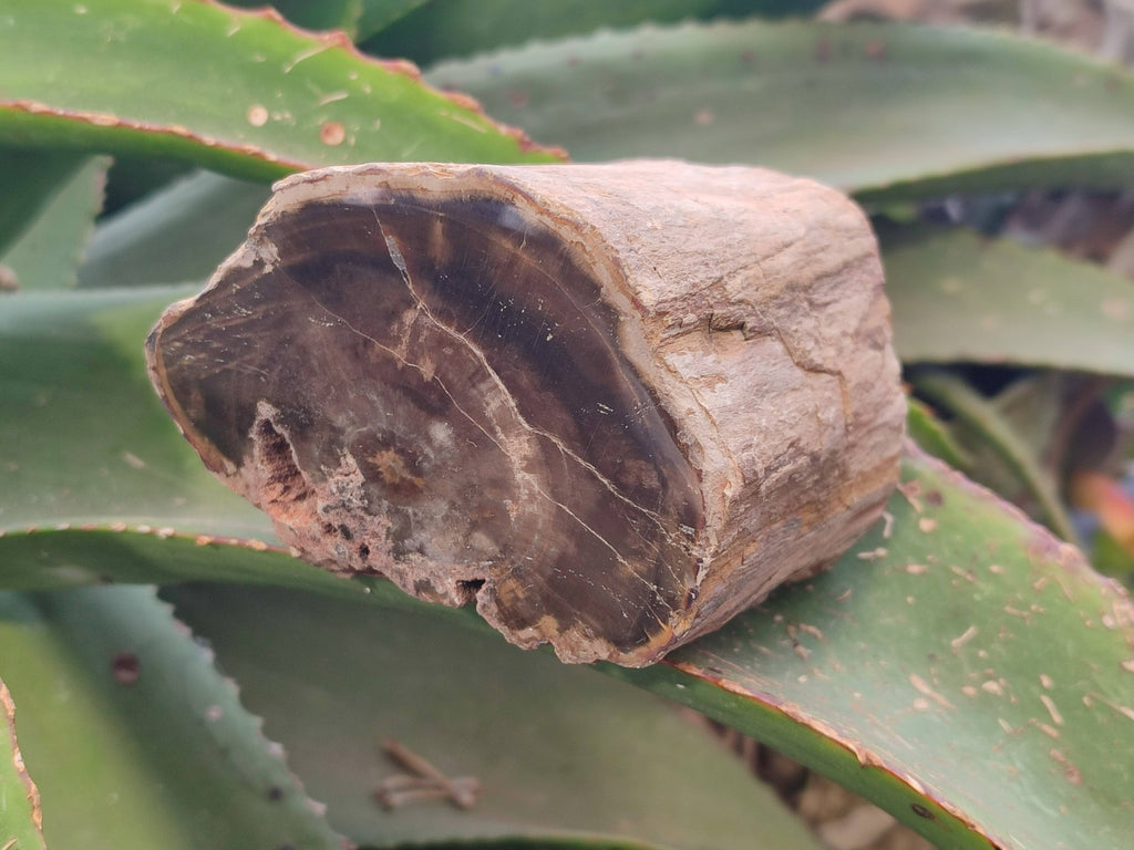 Polished On One Side Petrified Wood Branches x 4 From Gokwe, Zimbabwe - Toprock Gemstones and Minerals 