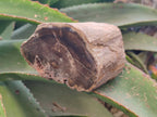 Polished On One Side Petrified Wood Branches x 4 From Gokwe, Zimbabwe - Toprock Gemstones and Minerals 
