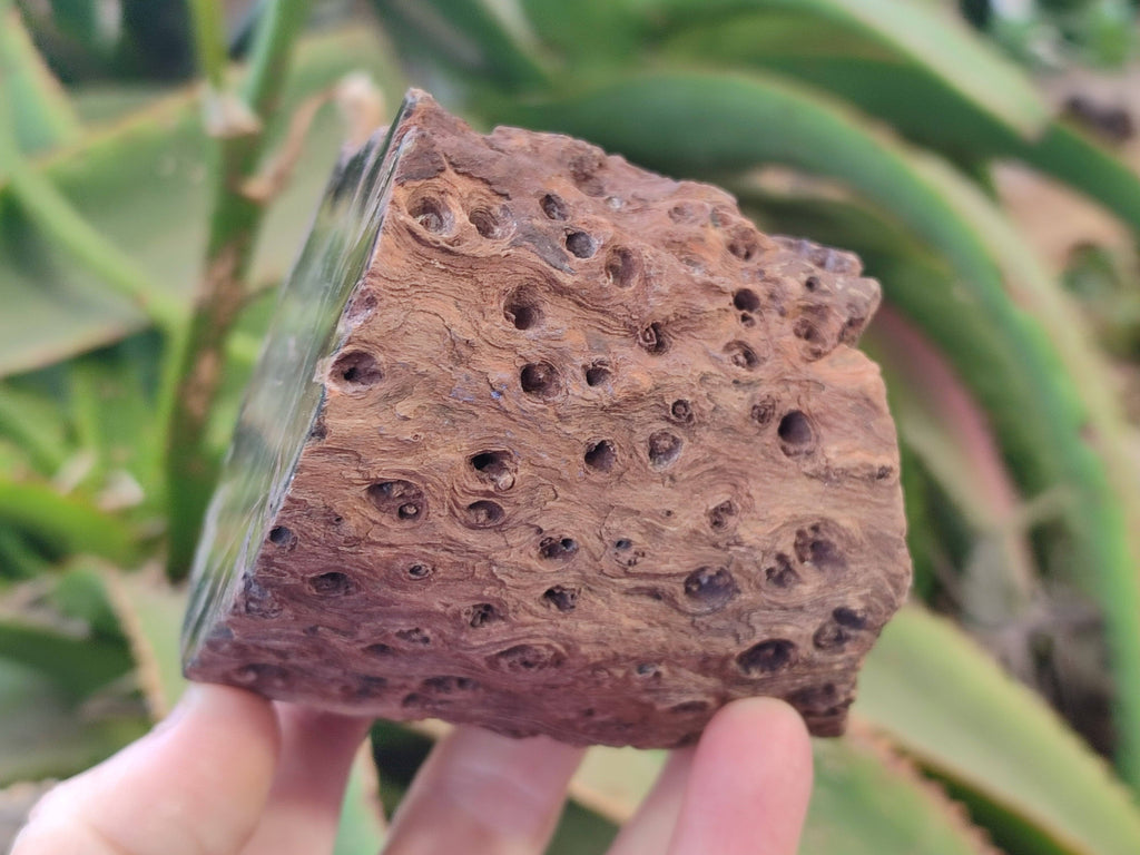 Polished On One Side Petrified Wood Branches x 4 From Gokwe, Zimbabwe - Toprock Gemstones and Minerals 