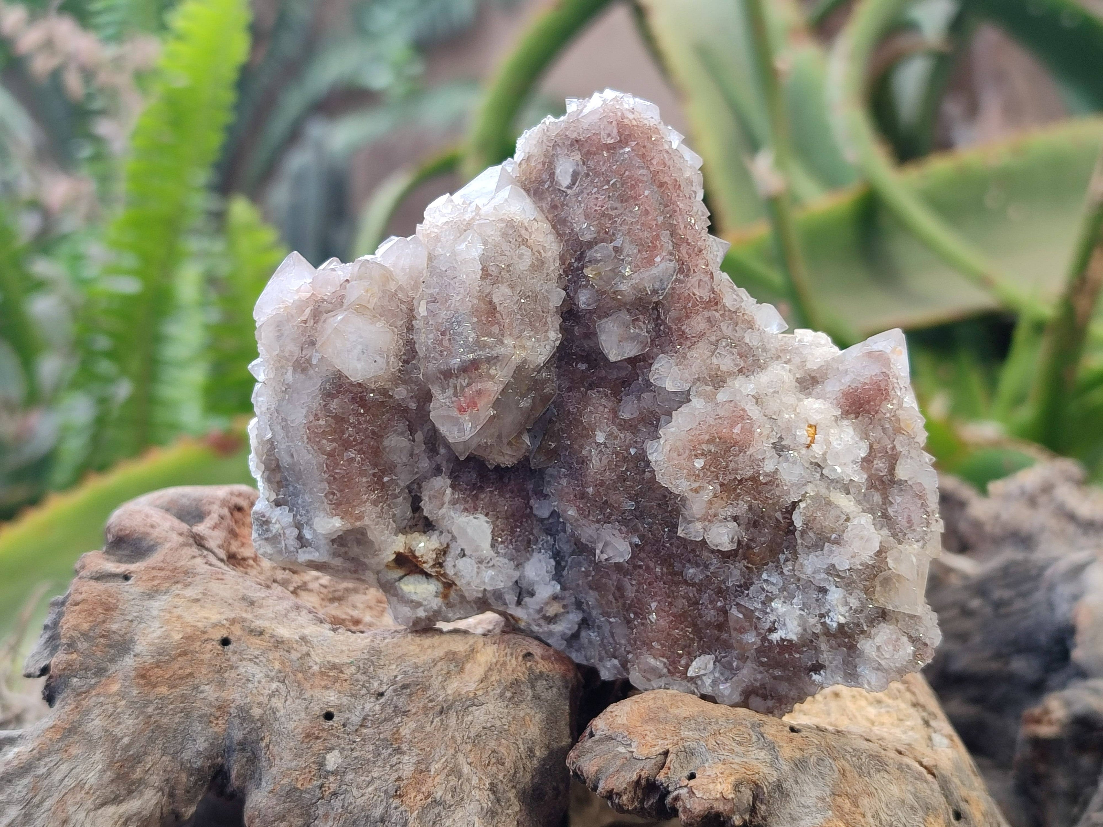 Natural Fairy Spirit Quartz Clusters x 3 From Boekenhouthoek, South Africa - Toprock Gemstones and Minerals 