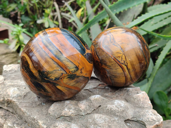 Polished Tigers Eye Spheres x 2 From Prieska, South Africa - Toprock Gemstones and Minerals 