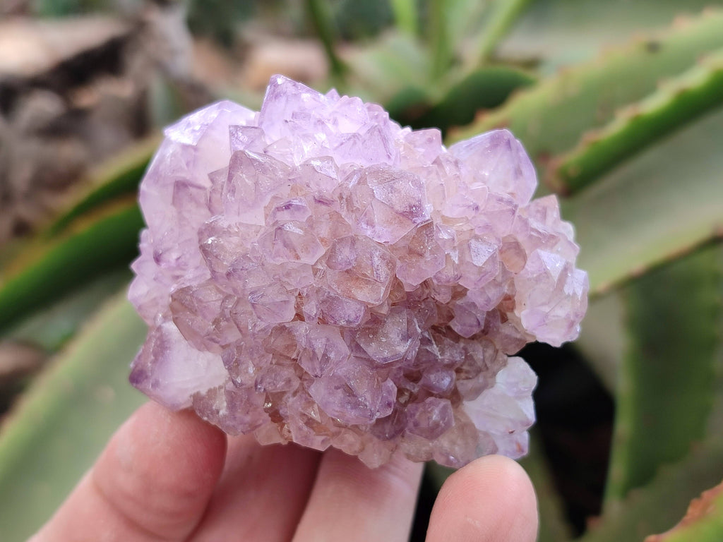 Natural Amethyst Spirit Quartz Clusters x 6 From Boekenhouthoek, South Africa - Toprock Gemstones and Minerals 