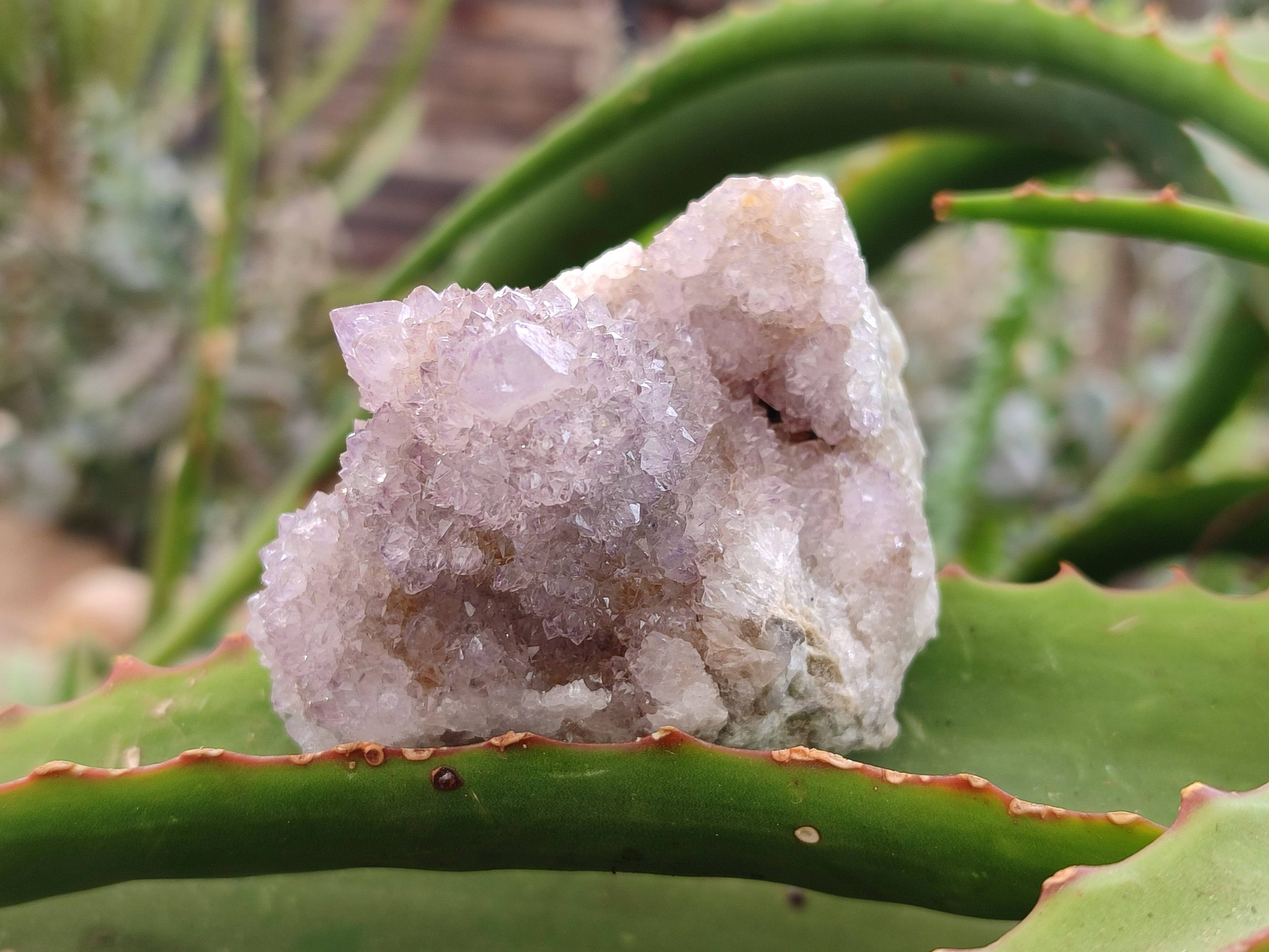 Natural Amethyst Spirit Quartz Clusters x 6 From Boekenhouthoek, South Africa - Toprock Gemstones and Minerals 