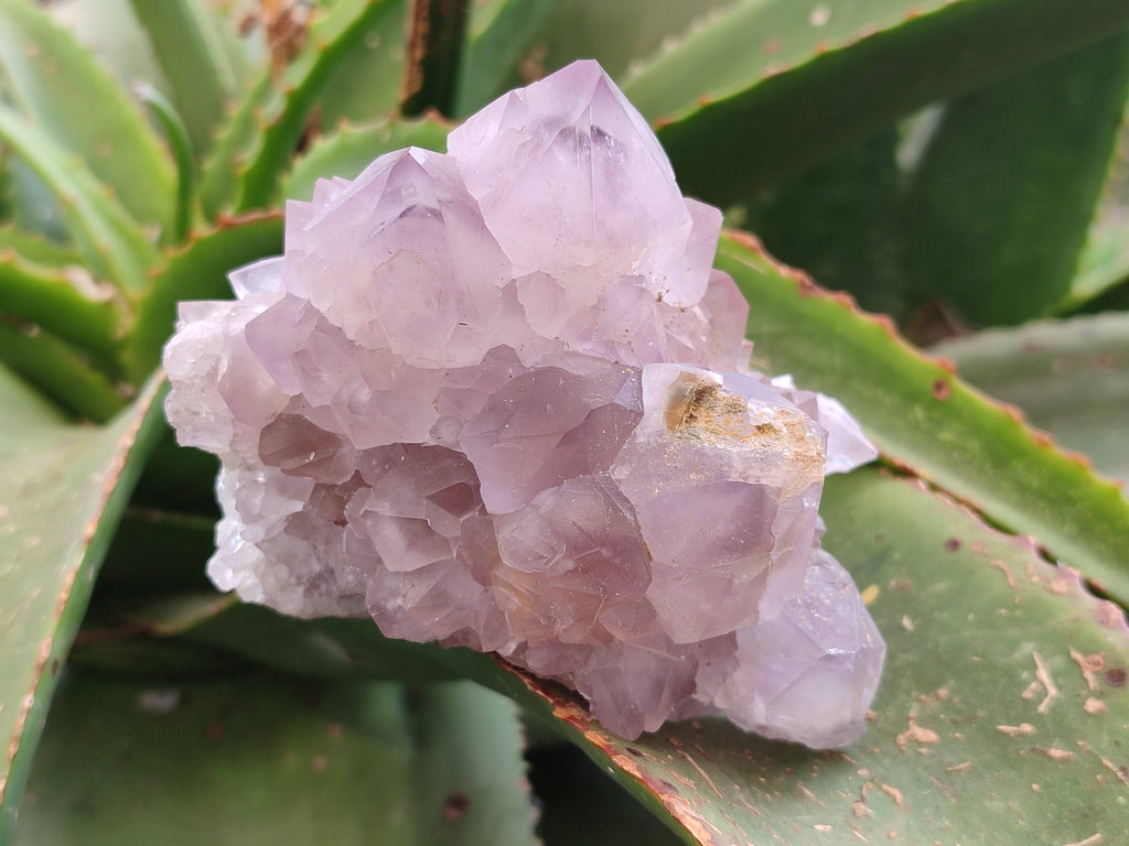 Natural Amethyst Spirit Quartz Clusters x 6 From Boekenhouthoek, South Africa - Toprock Gemstones and Minerals 