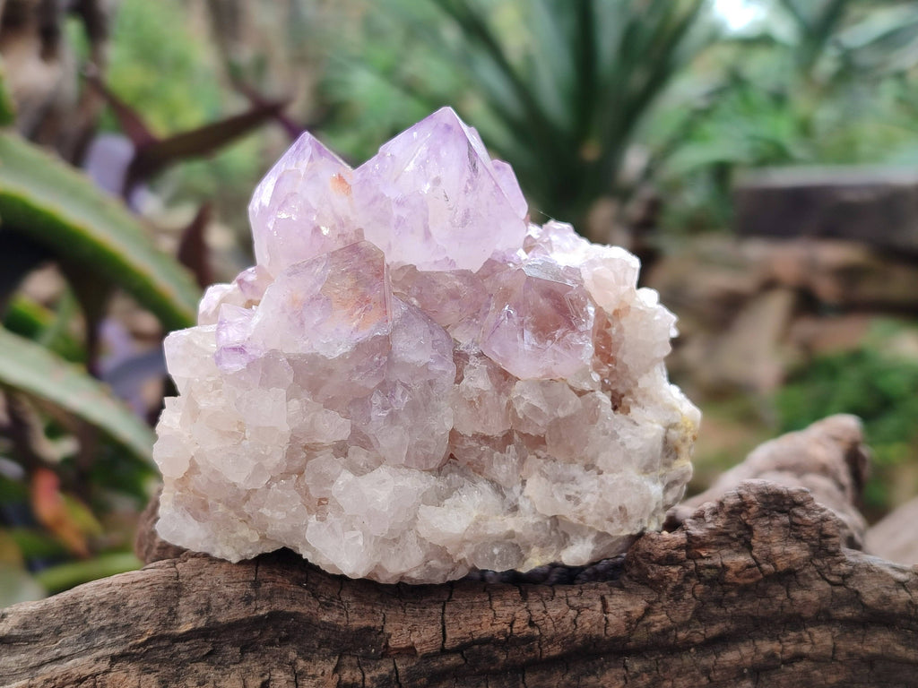 Natural Amethyst Spirit Quartz Clusters x 6 From Boekenhouthoek, South Africa - Toprock Gemstones and Minerals 
