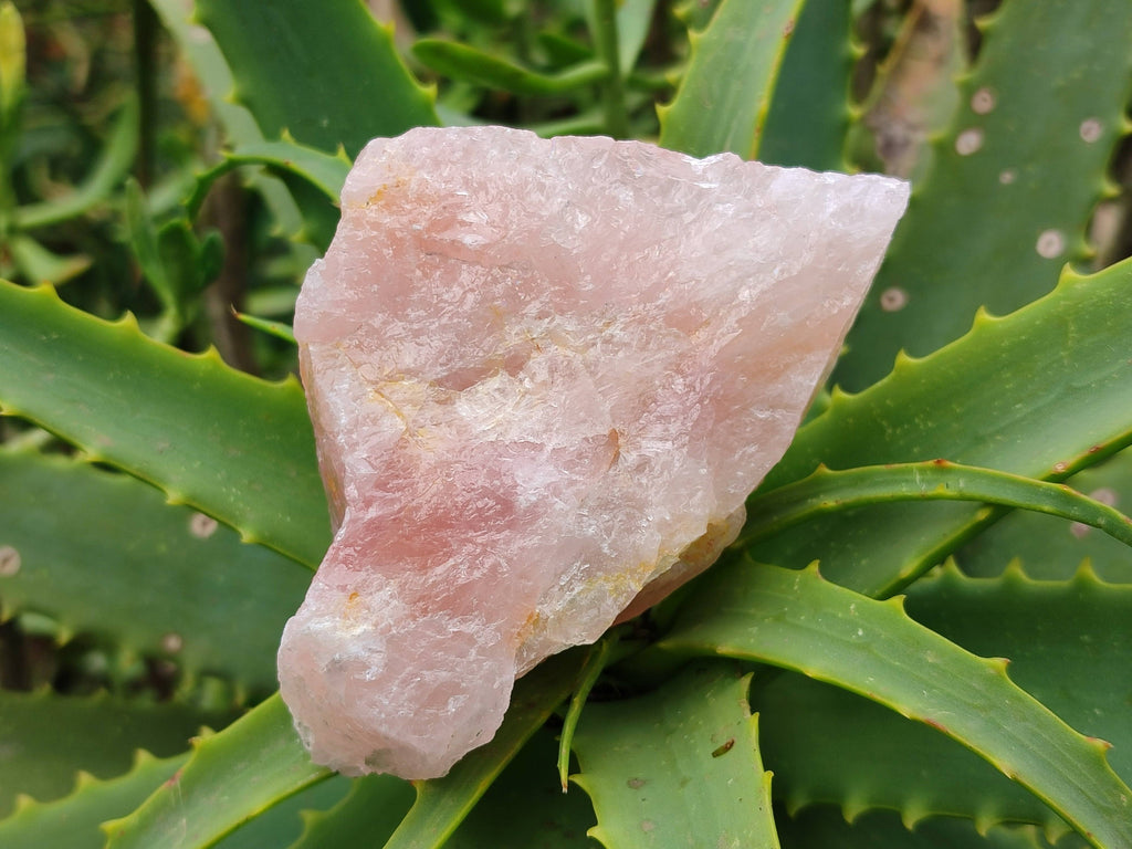 Natural Cobbed Rose Quartz Specimens x 15 From Northern Cape, South Africa - Toprock Gemstones and Minerals 