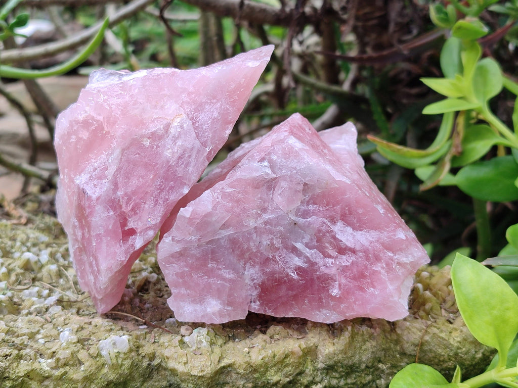 Natural Cobbed Rose Quartz Specimens x 15 From Northern Cape, South Africa - Toprock Gemstones and Minerals 