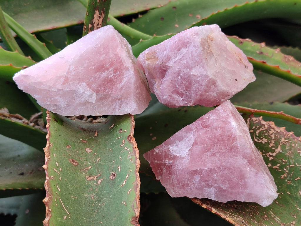 Natural Cobbed Rose Quartz Specimens x 15 From Northern Cape, South Africa - Toprock Gemstones and Minerals 