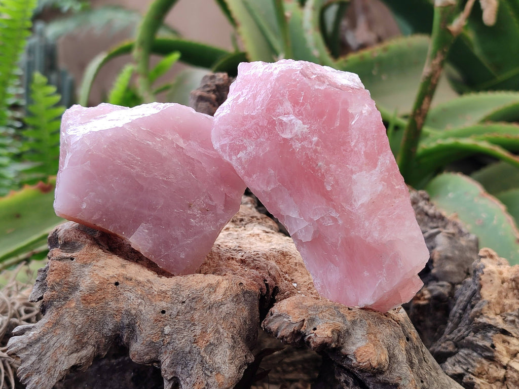 Natural Cobbed Rose Quartz Specimens x 15 From Northern Cape, South Africa - Toprock Gemstones and Minerals 