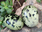 Polished Leopard Stone Palm Stones x 12 From Zimbabwe - Toprock Gemstones and Minerals 