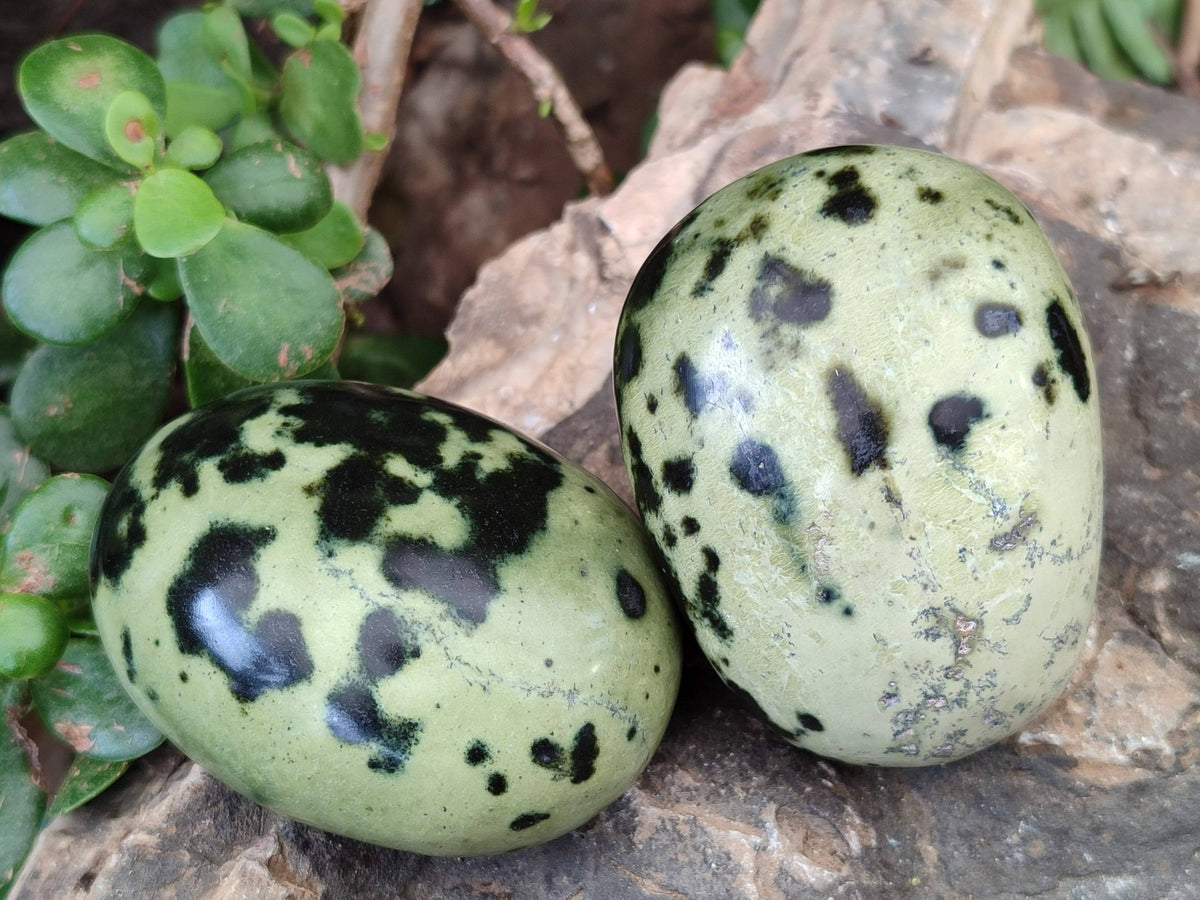 Polished Leopard Stone Palm Stones x 12 From Zimbabwe - Toprock Gemstones and Minerals 