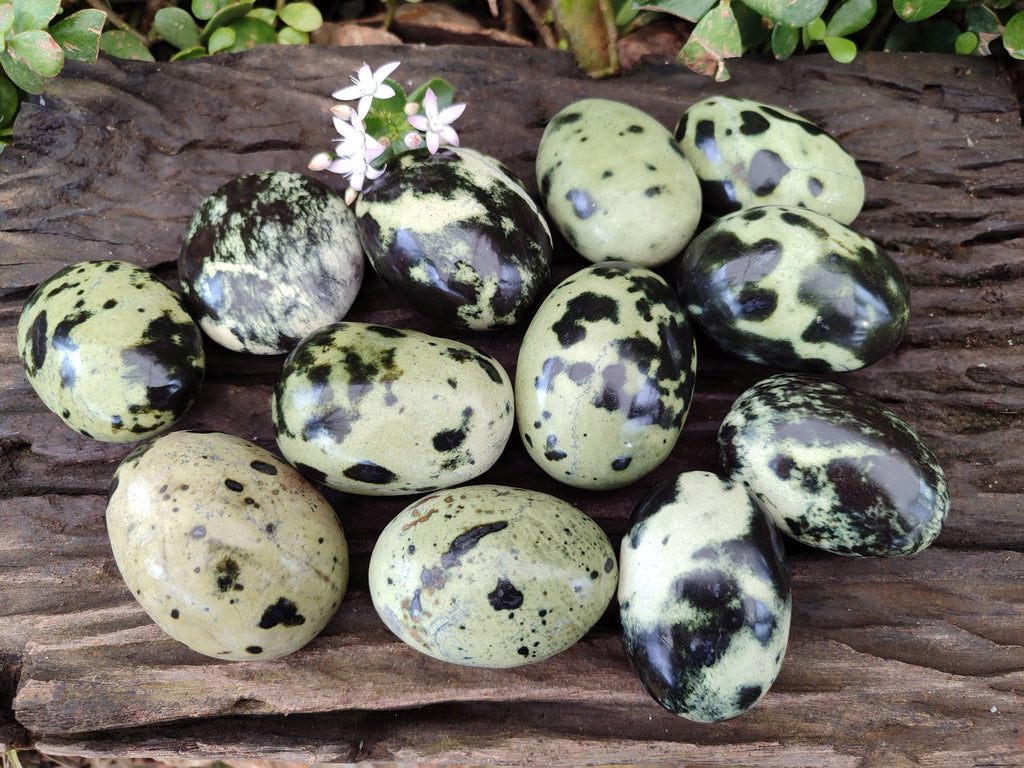 Polished Leopard Stone Palm Stones x 12 From Zimbabwe - Toprock Gemstones and Minerals 