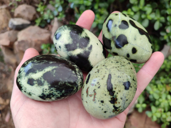 Polished Leopard Stone Palm Stones x 12 From Zimbabwe