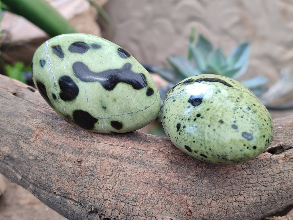 Polished Leopard Stone Palm Stones x 12 From Zimbabwe - Toprock Gemstones and Minerals 