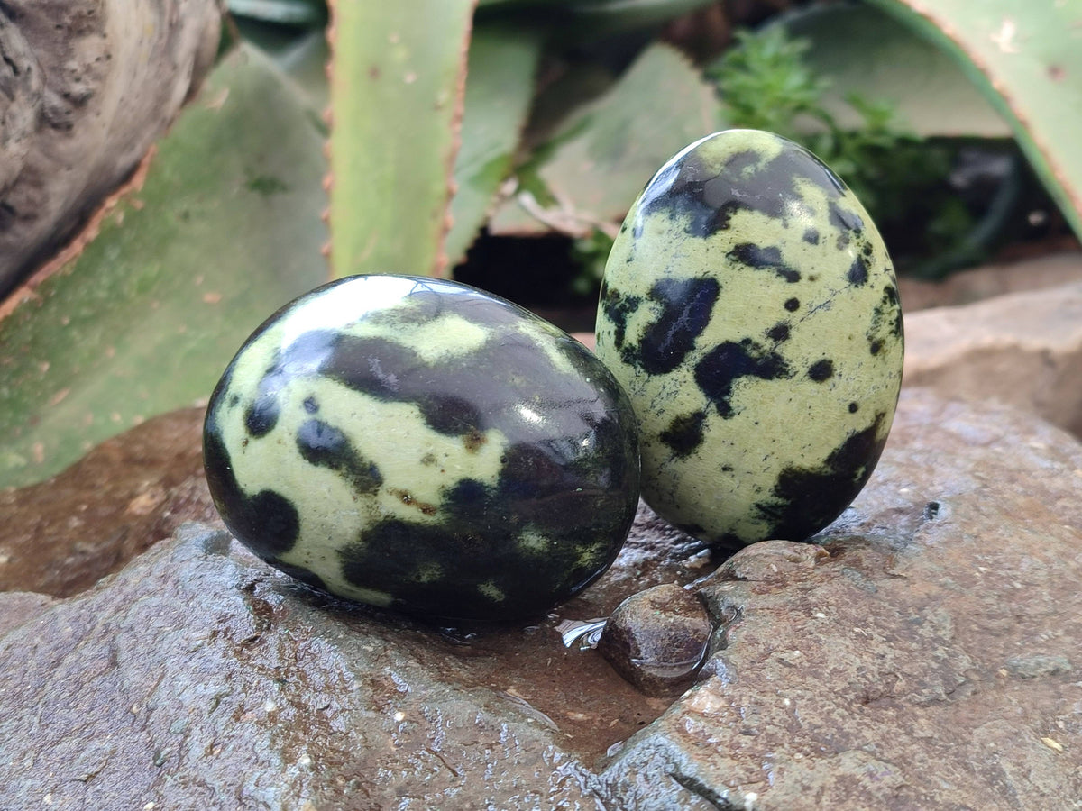 Polished Leopard Stone Palm Stones x 12 From Zimbabwe - Toprock Gemstones and Minerals 