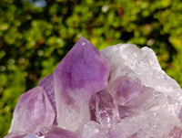 Natural Jacaranda Amethyst Cluster x 1 From Zambia