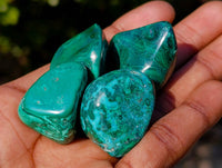 Polished Flower Malachite Free Forms x 35 From Congo