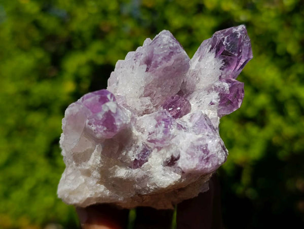 Natural Sugar Amethyst Clusters x 6 From Zambia