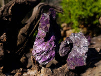 Natural Metallic Purpurite Specimens x 12 From Erongo, Namibia