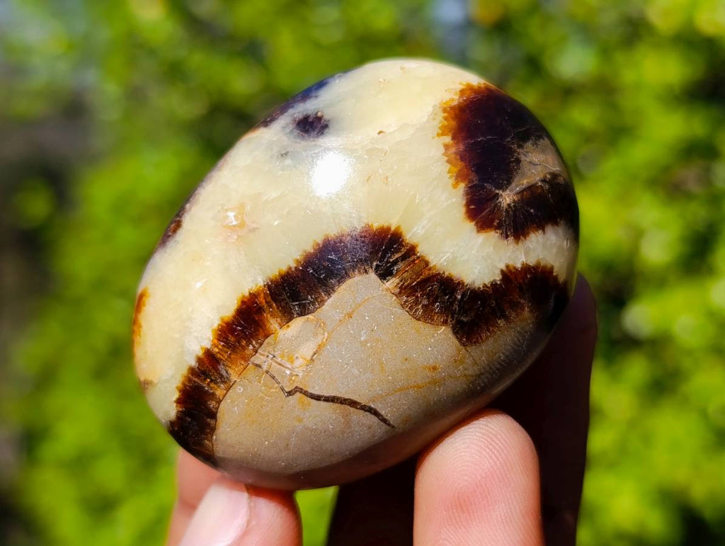 Polished Septerye Palm Stones x 20 From Madagascar - Toprock Gemstones and Minerals 