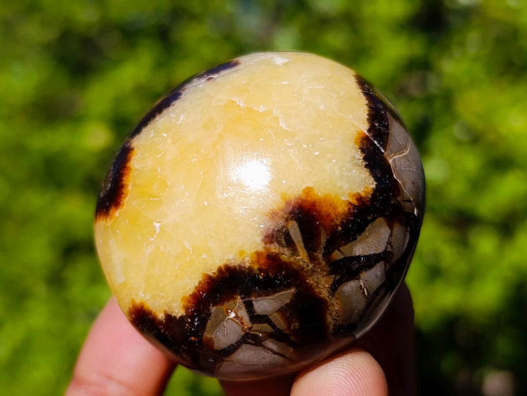 Polished Septerye Palm Stones x 20 From Madagascar - Toprock Gemstones and Minerals 