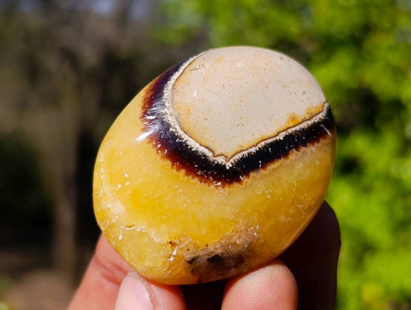 Polished Septerye Palm Stones x 20 From Madagascar