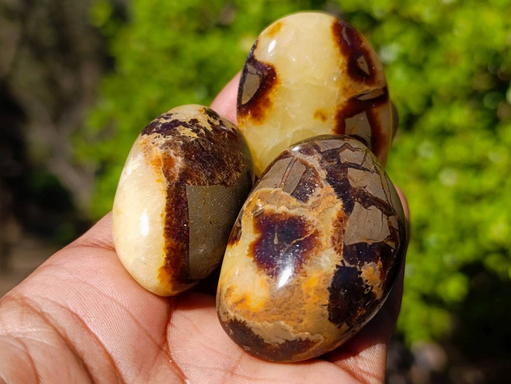 Polished Septerye Palm Stones x 20 From Madagascar - Toprock Gemstones and Minerals 