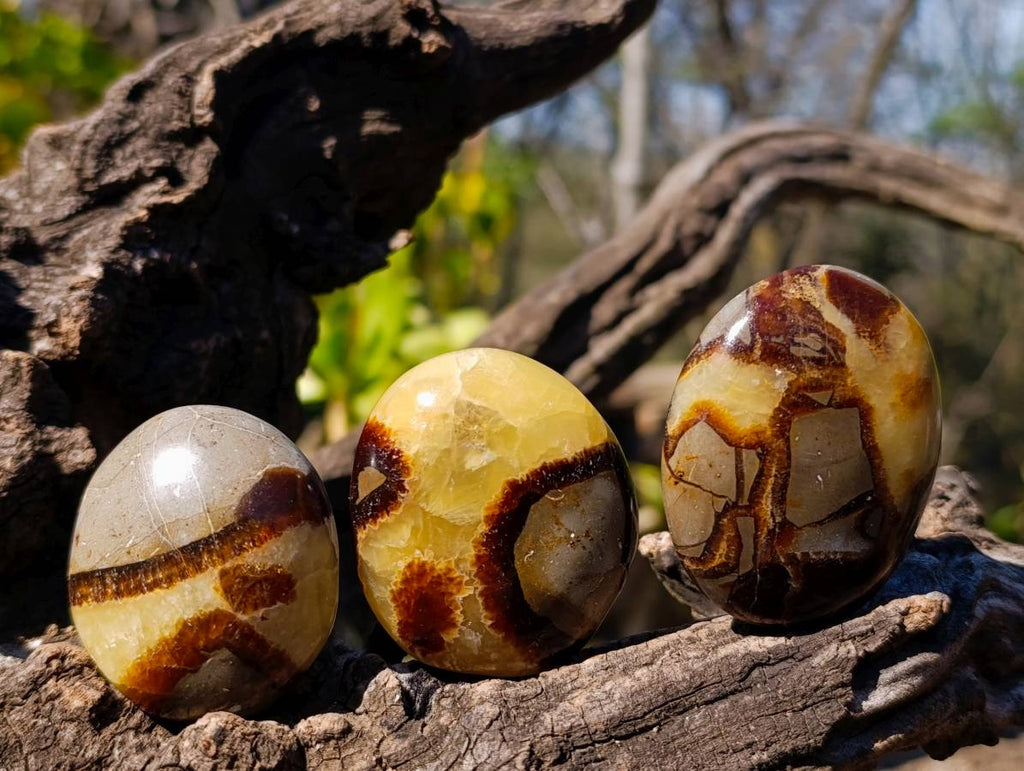 Polished Septerye Palm Stones x 20 From Madagascar - Toprock Gemstones and Minerals 