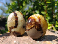 Polished Septerye Palm Stones x 20 From Madagascar