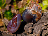 Polished Sashe River Agate Free Forms x 12 From Zimbabwe