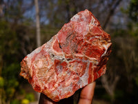 Natural Brecciated Red Jasper Cobbed Specimens x 24 from South Africa