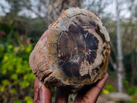 Polished Petrified Wood Branches and Sphere x 3 From Gokwe, Zimbabwe