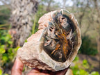 Polished Petrified Wood Branches and Sphere x 3 From Gokwe, Zimbabwe - Toprock Gemstones and Minerals 