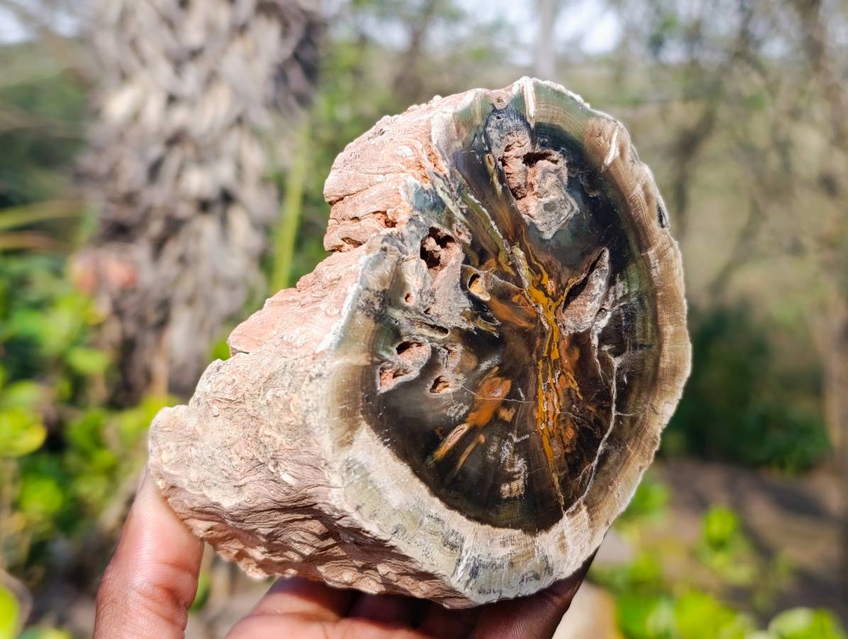 Polished Petrified Wood Branches and Sphere x 3 From Gokwe, Zimbabwe - Toprock Gemstones and Minerals 