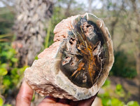 Polished Petrified Wood Branches and Sphere x 3 From Gokwe, Zimbabwe