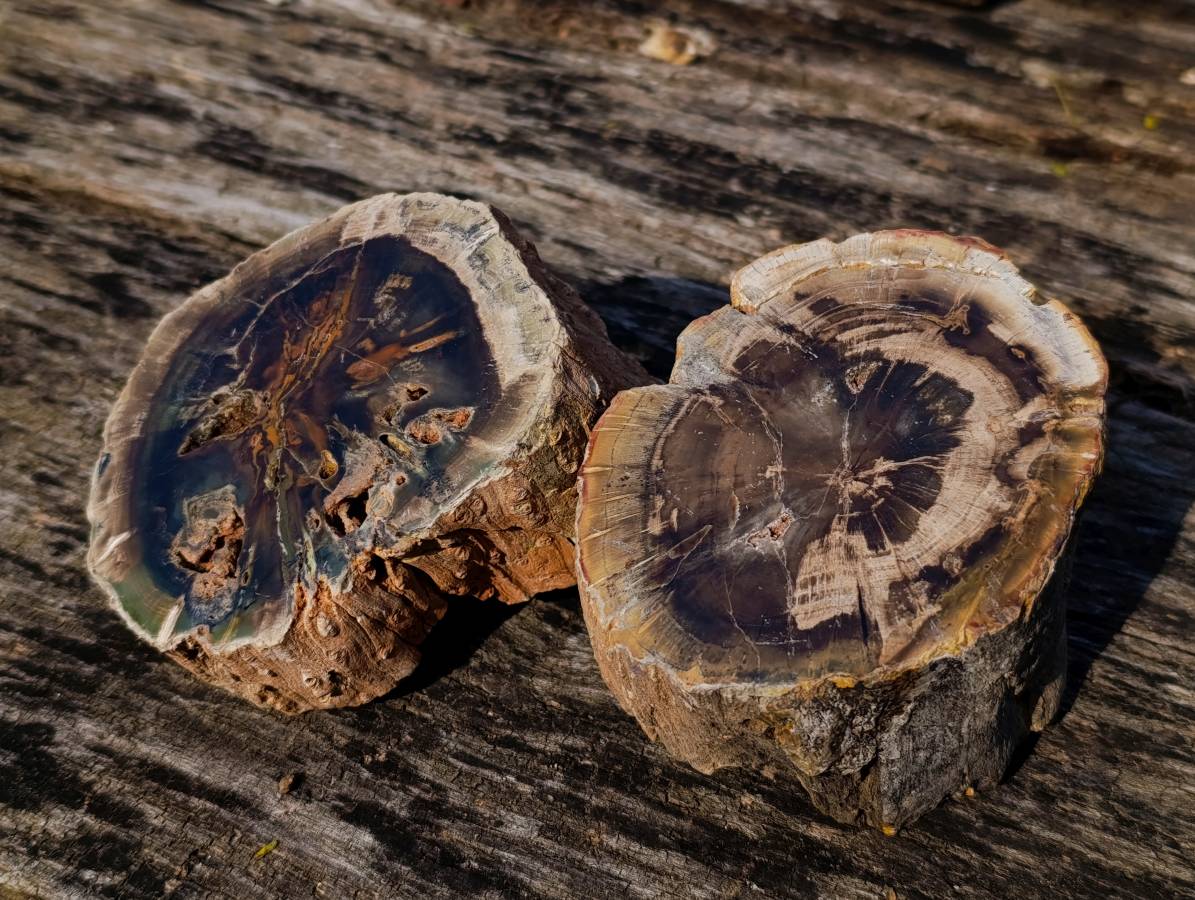 Polished Petrified Wood Branches and Sphere x 3 From Gokwe, Zimbabwe - Toprock Gemstones and Minerals 