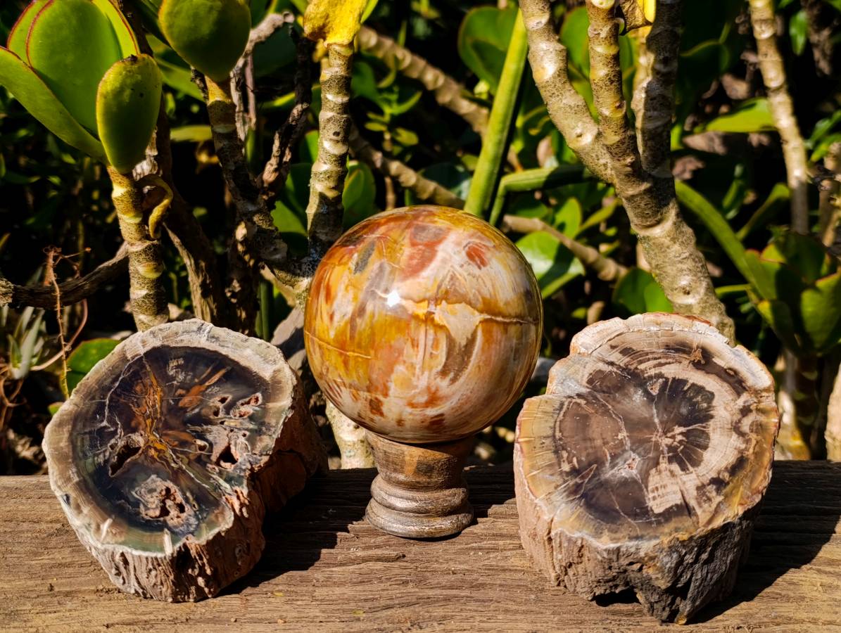 Polished Petrified Wood Branches and Sphere x 3 From Gokwe, Zimbabwe - Toprock Gemstones and Minerals 