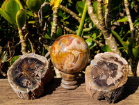 Polished Petrified Wood Branches and Sphere x 3 From Gokwe, Zimbabwe