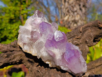 Natural Jacaranda Amethyst Clusters x 2 From Zambia