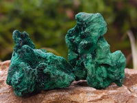 Natural Silky Malachite Specimens x 35 From Kasompe, Congo