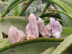 Natural Amethyst Spirit Quartz Crystals x 20 From Boekenhouthoek, South Africa - Toprock Gemstones and Minerals 