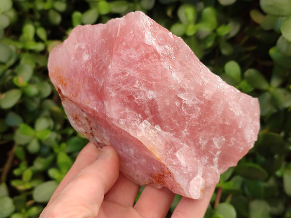 Natural Pink Rose Quartz Cobbed Specimens x 12 From North Cape, South Africa