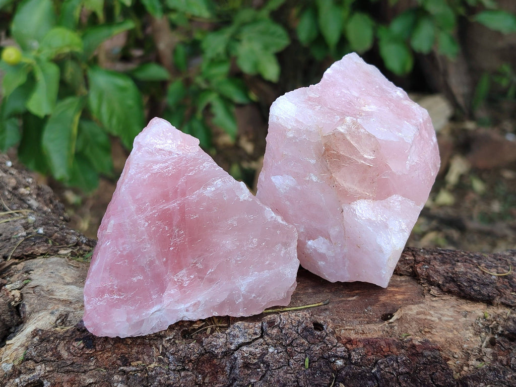 Natural Pink Rose Quartz Cobbed Specimens x 12 From North Cape, South Africa - Toprock Gemstones and Minerals 