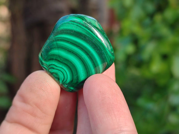 Polished Flower Banded Malachite Free Forms x 35 From Congo