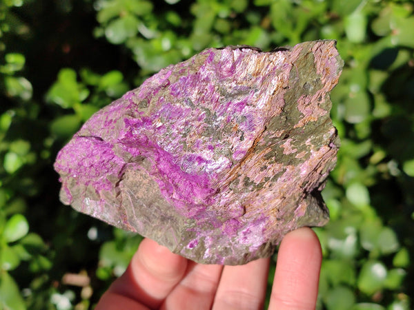Natural Cobbed Stichtite Specimens x 6 From Barberton, South Africa
