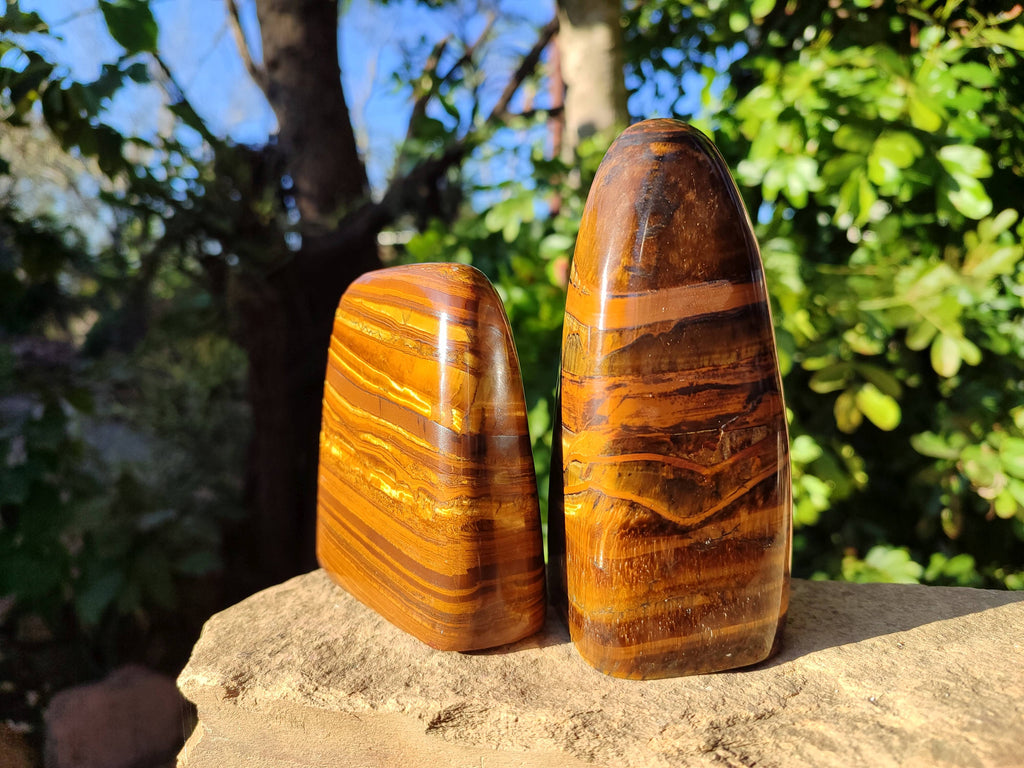 Polished Tigers Eye Standing Free Forms x 2 From South Africa - Toprock Gemstones and Minerals 